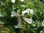 arugula flower