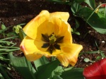 tulip3